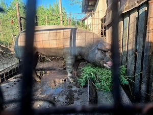 Vier metis (Duroc cu pietrain?