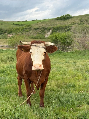 Vaca de lapte 