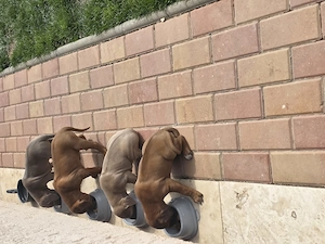 Pui de Rhodesian Ridgeback de vanzare