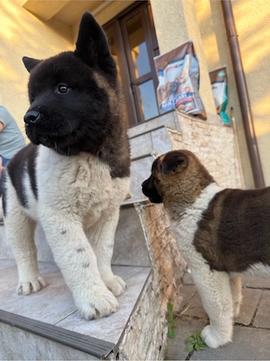 Pui Akita American
