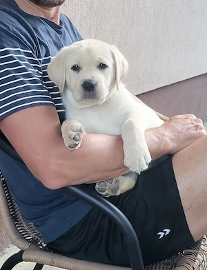 Labrador Retriever Premium | Pedigree | Linii Selecționate | Pui de Excepție  - imagine 4