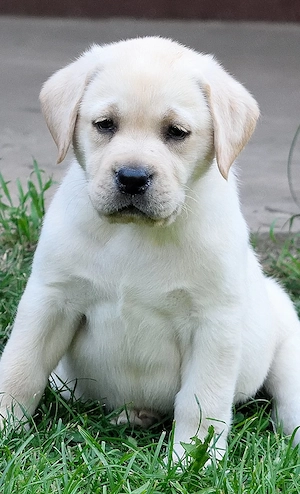 Labrador Retriever Premium | Pedigree | Linii Selecționate | Pui de Excepție  - imagine 3