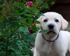 Labrador Retriever Premium | Pedigree | Linii Selecționate | Pui de Excepție  - imagine 2