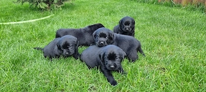 Labradori Retriever Multiple Culori - imagine 2