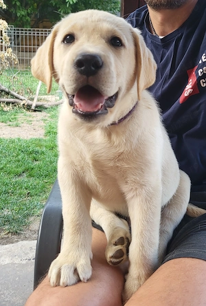 Labrador Retriever Premium | Pedigree | Linii Selecționate | Pui de Excepție 