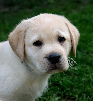 Labrador Retriever Premium | Pedigree | Linii Selecționate | Pui de Excepție  - imagine 5
