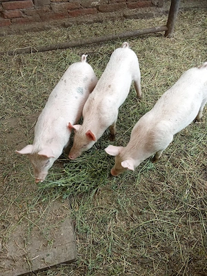Purcei de vânzare . Vârstă 3 luni  - imagine 2