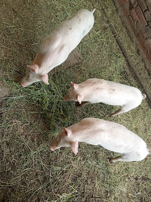 Purcei de vânzare . Vârstă 3 luni 