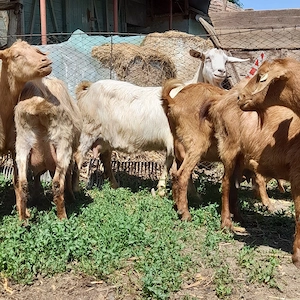 Vând 7 capre de lapte și 1 țap alpin de 2 ani