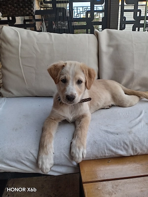 Donez Mascul LABRADOR 3 luni