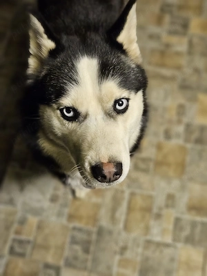 Donez husky frumos !! - imagine 4