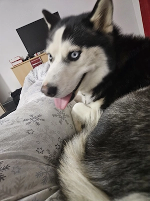 Donez husky frumos !! - imagine 3
