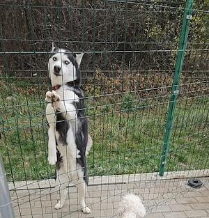 Donez husky frumos !! - imagine 2