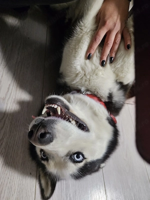 Donez husky frumos !!