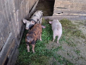 Purceii de vânzare! în satul Rași!