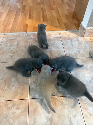 Vand pui British shorthair - imagine 3