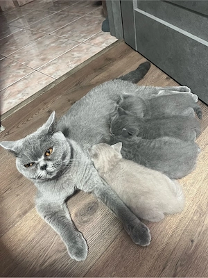 Vand pui British shorthair - imagine 5
