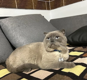 Vand pui British shorthair - imagine 2