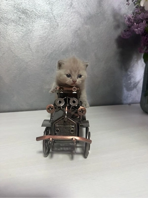 Vand pui British shorthair - imagine 4