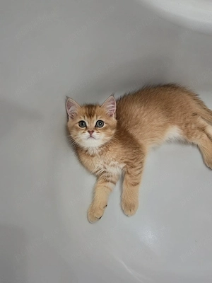 British Shorthair Golden  - imagine 2