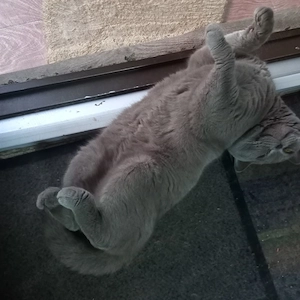 iubibil,caut draguta! British Shorthair 