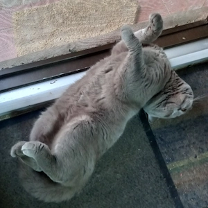 iubibil,caut draguta! British Shorthair  - imagine 3