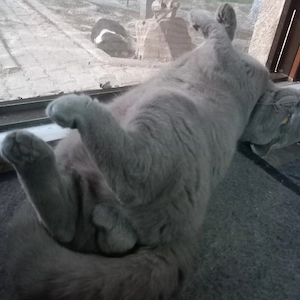 iubibil,caut draguta! British Shorthair  - imagine 2