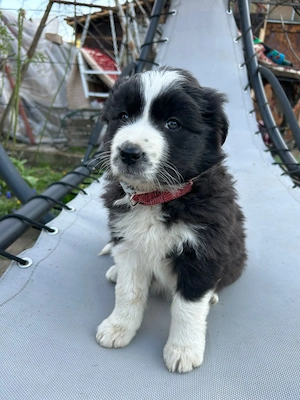Border Collie de vânzare 