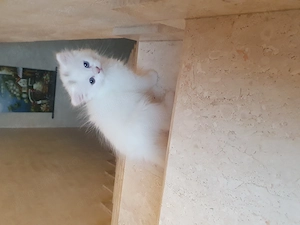 update reducere pret de vanzare pisicuti superbi persani shirazi albi update mai sunt2 - imagine 4