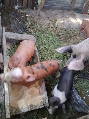 vand purcei mici