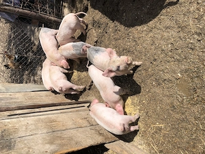 Se vand in Valea Larga 6 bucati