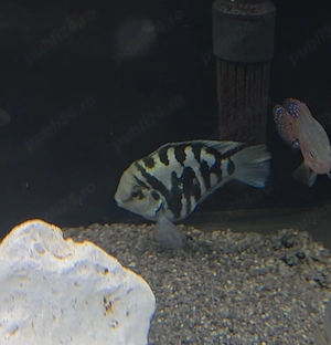 Vand 3 blue parrot fish + 1 acara elecric blue