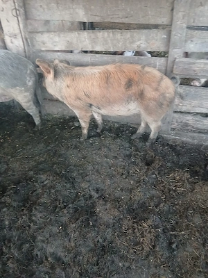 de vânzare scroafa gestanta de 6 săptămâni  - imagine 2