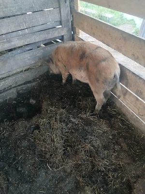 de vânzare scroafa gestanta de 6 săptămâni 