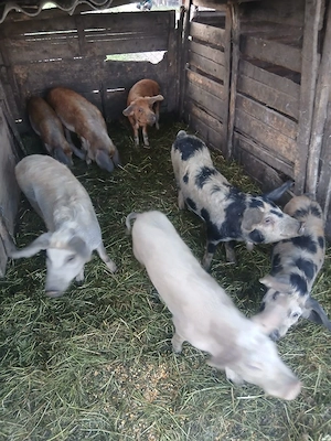 de vânzare 7 soldani de la 35 kg până la 60 kg unul  - imagine 3