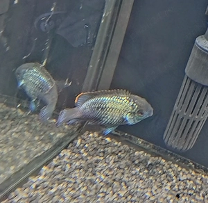 Vand 3 blue parrot fish + 1 acara elecric blue