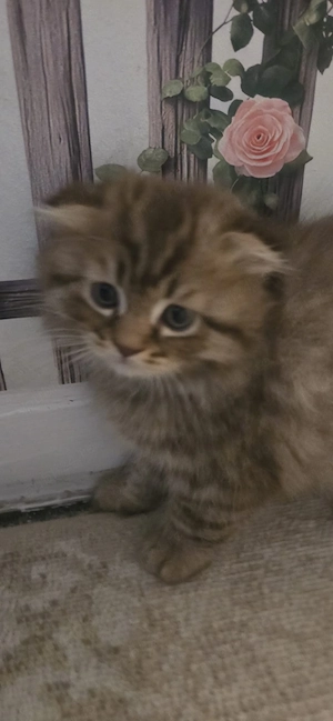 pisoi de vanzare scottish Fold si british  - imagine 3