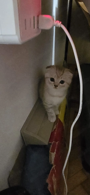 pisoi de vanzare scottish Fold si british  - imagine 2