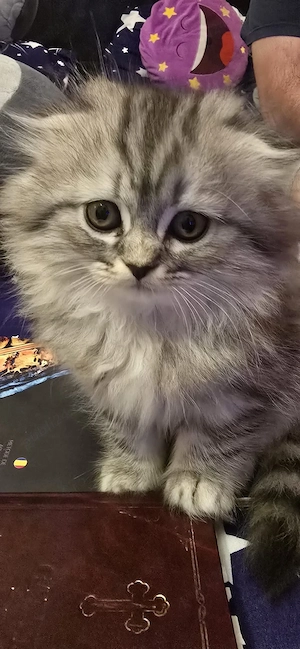 pisoi de vanzare scottish Fold si british  - imagine 4