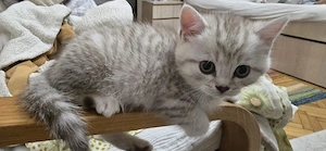 pisoi de vanzare scottish Fold