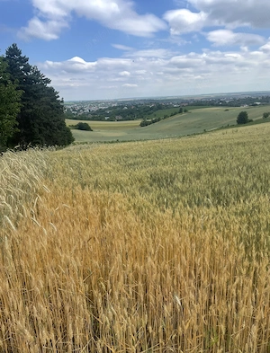 Teren de vânzare 