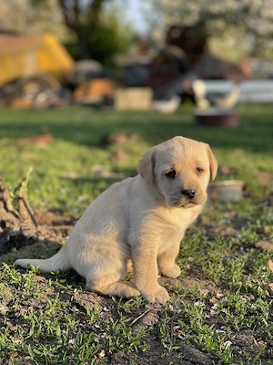Căței Labrador ciocolatiu auriu negru  - imagine 4