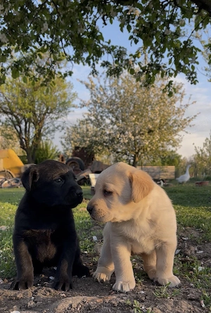 Căței Labrador ciocolatiu auriu negru  - imagine 2