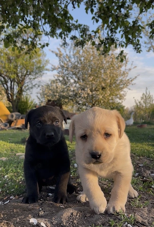 Căței Labrador ciocolatiu auriu negru  - imagine 3
