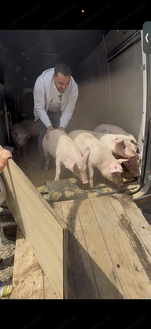 Porci vânzare 10 lei pe KG