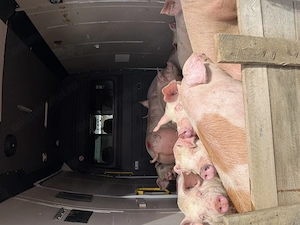 Porci vânzare 10 lei pe KG - imagine 2