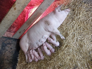 Scroafa landrace cu 9 purceii de vânzare!