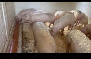 Porci vânzare 10 lei pe KG - imagine 3
