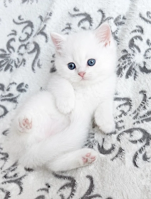 British shorthair white 