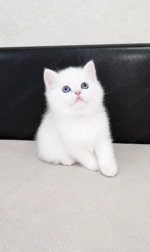 British white foarte jucaus 